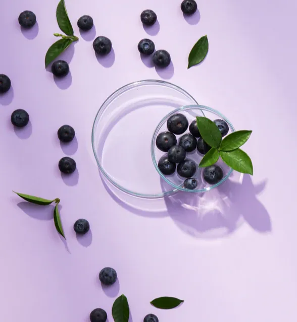 Bilberry Extract
